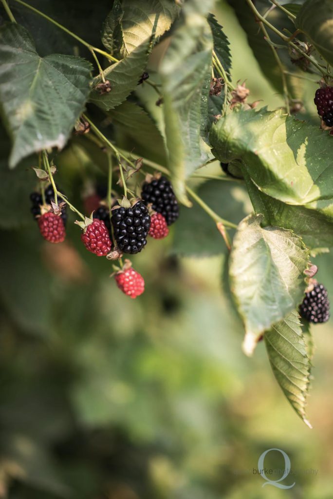 oregon spring berries