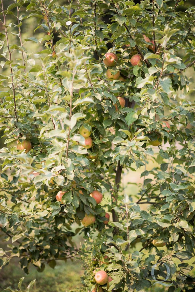 oregon peach tree