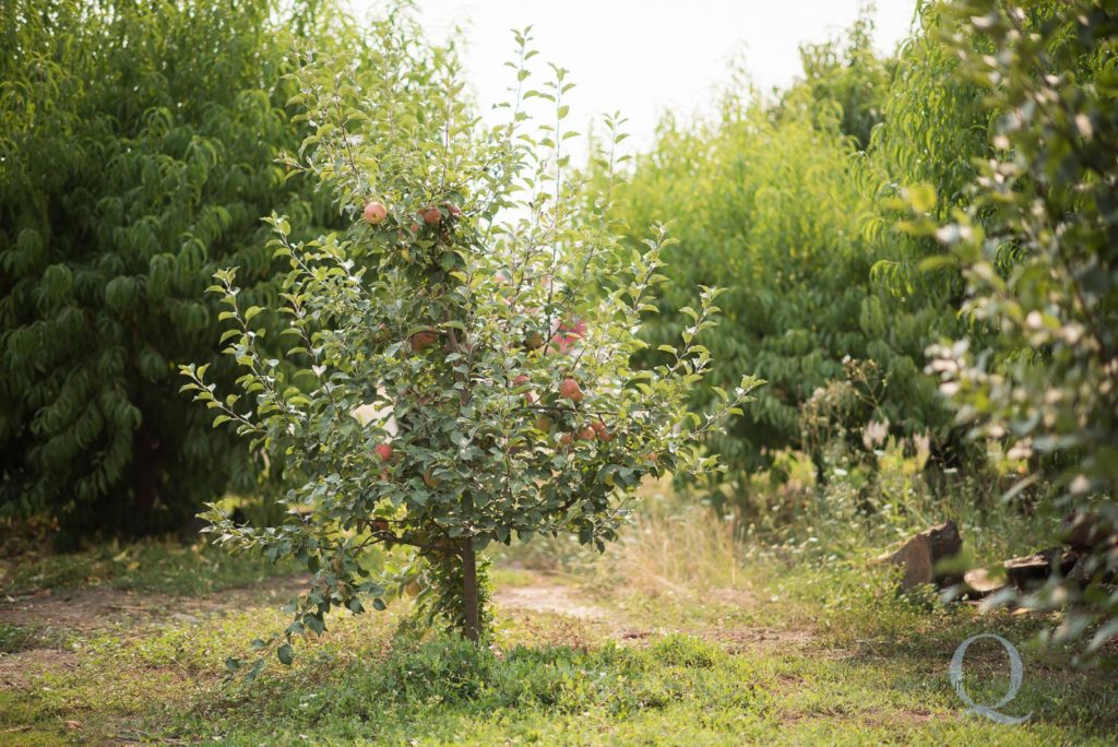 oregon peach tree orchard
