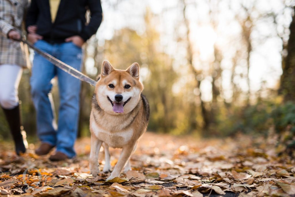 dog in minto brown park