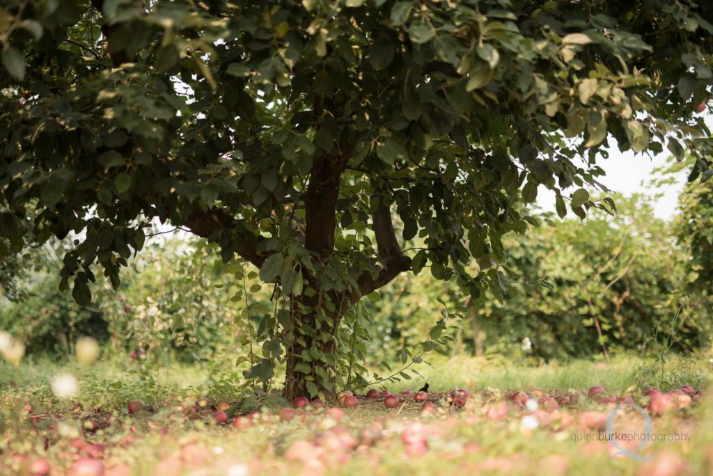 orchard tree fruit