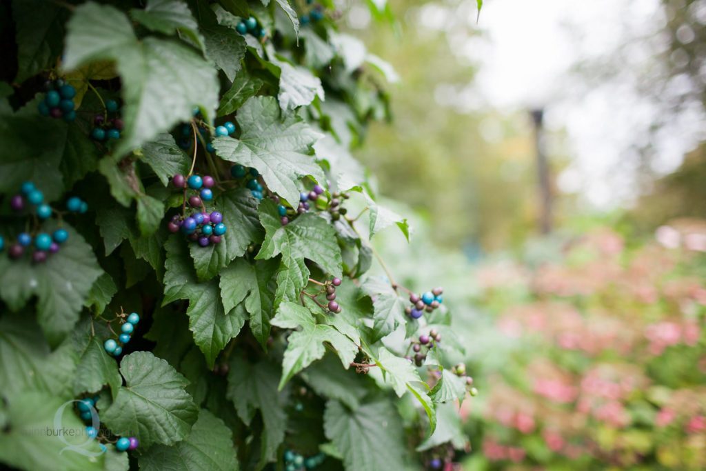 spring berries