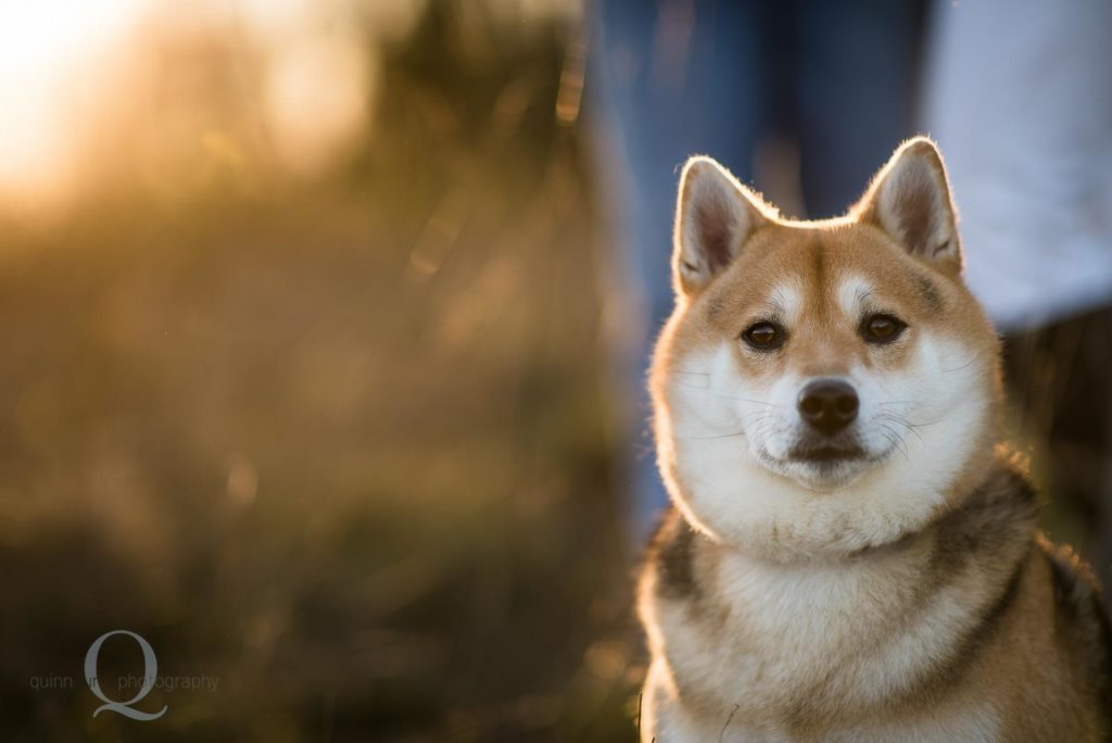 golden sunset dog in field