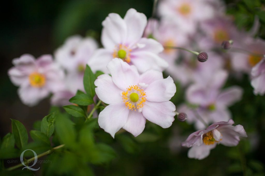 flowers wedding