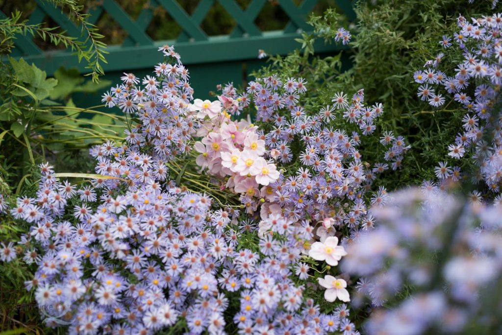 purple flowers