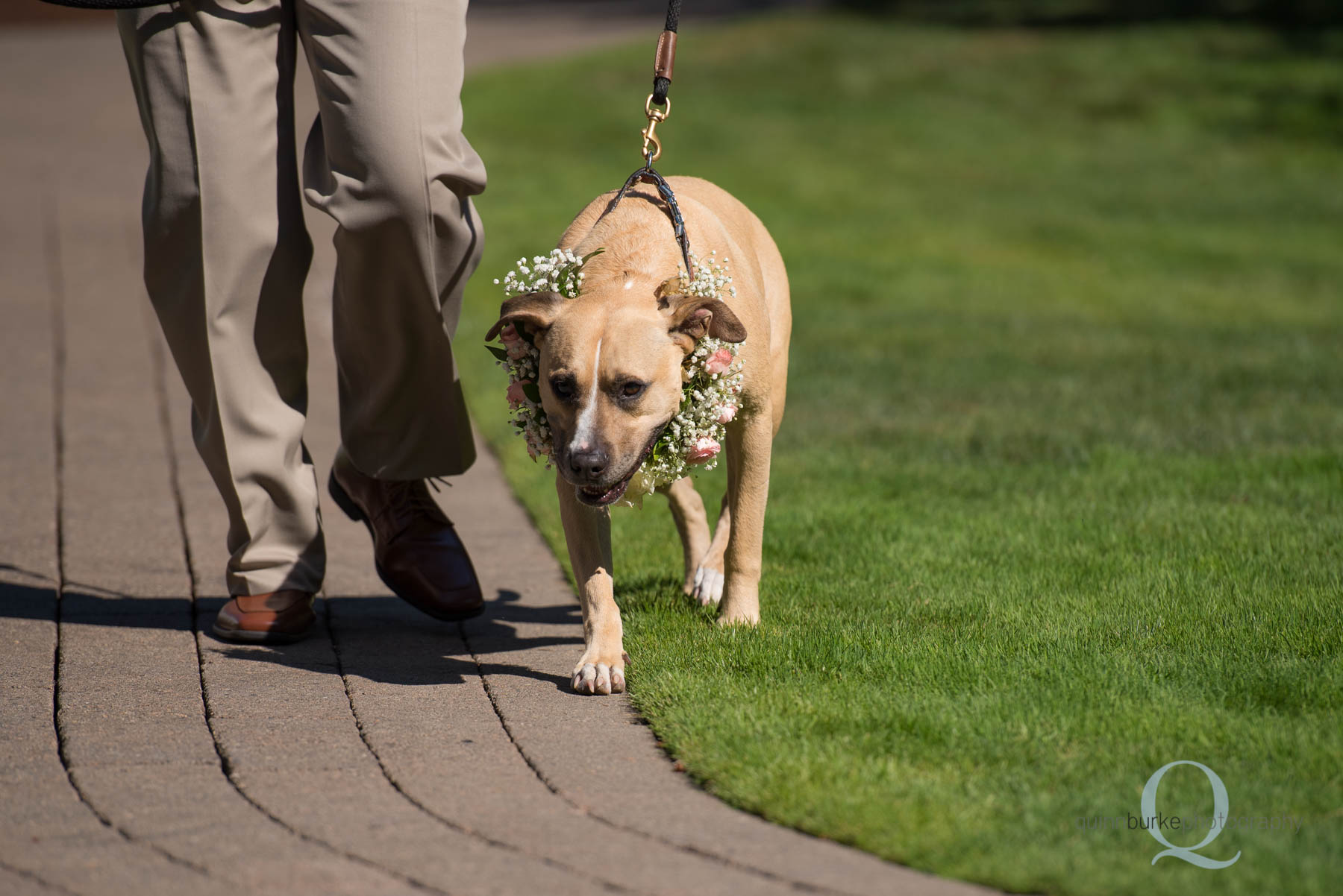 Abernethy Center Portland Wedding dog walking down aisle