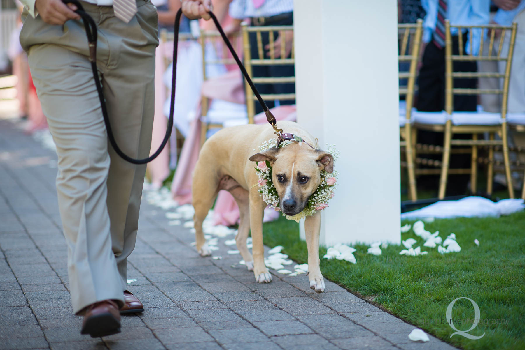 Abernethy Center Portland Wedding dog recessional